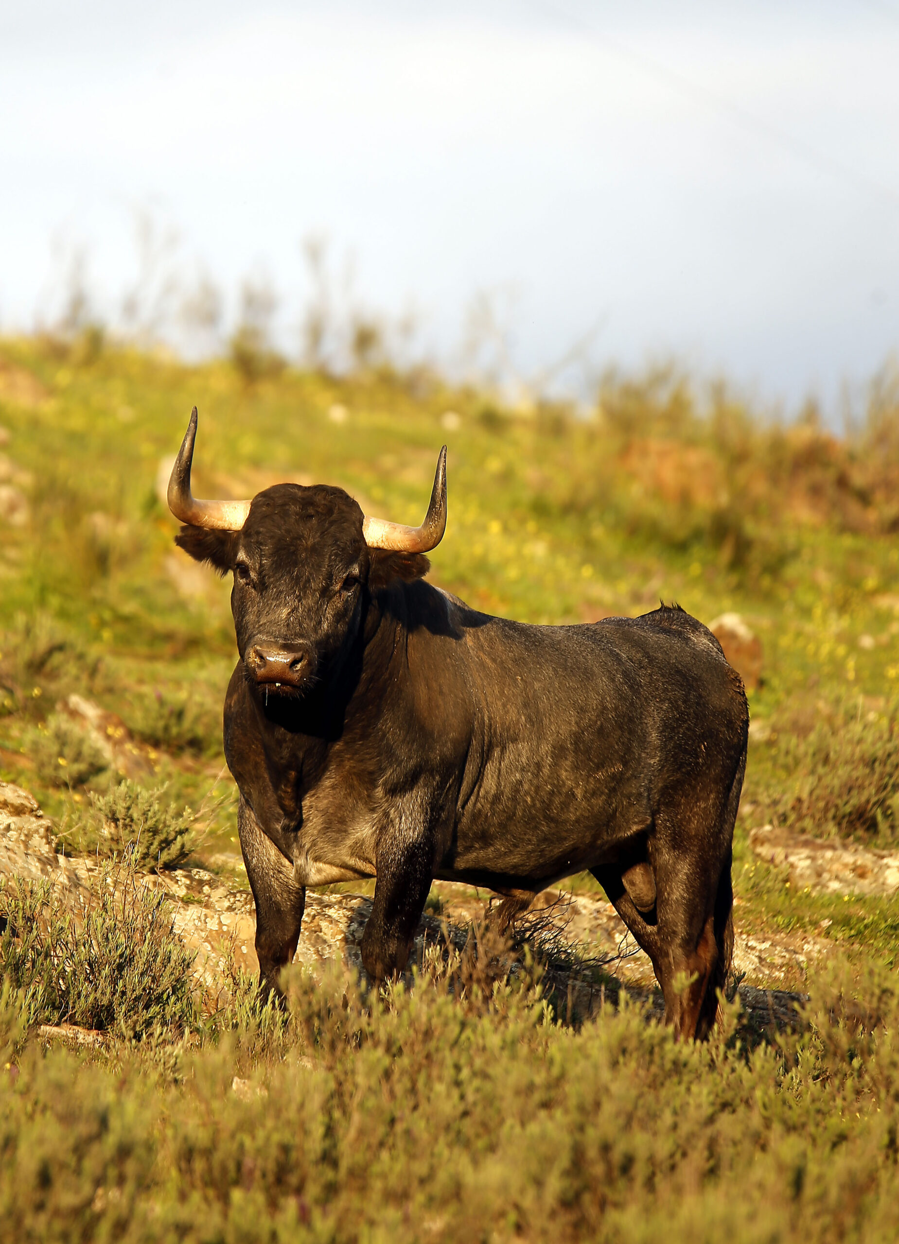 Camada de Victorino Martín para 2020
