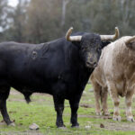Toros de Juan Pedro Domecq, en la finca sevillana Lo Álvaro.