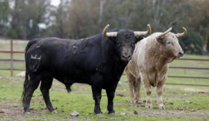 Toros de Juan Pedro Domecq, en la finca sevillana Lo Álvaro.