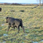 Toros de Pages-Mailhan para Saint Vincent de Tyrosse