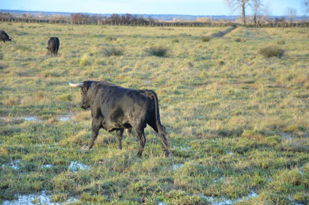 Toros de Pages-Mailhan para Saint Vincent de Tyrosse