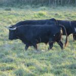 Toros de Pages-Mailhan para Saint Vincent de Tyrosse