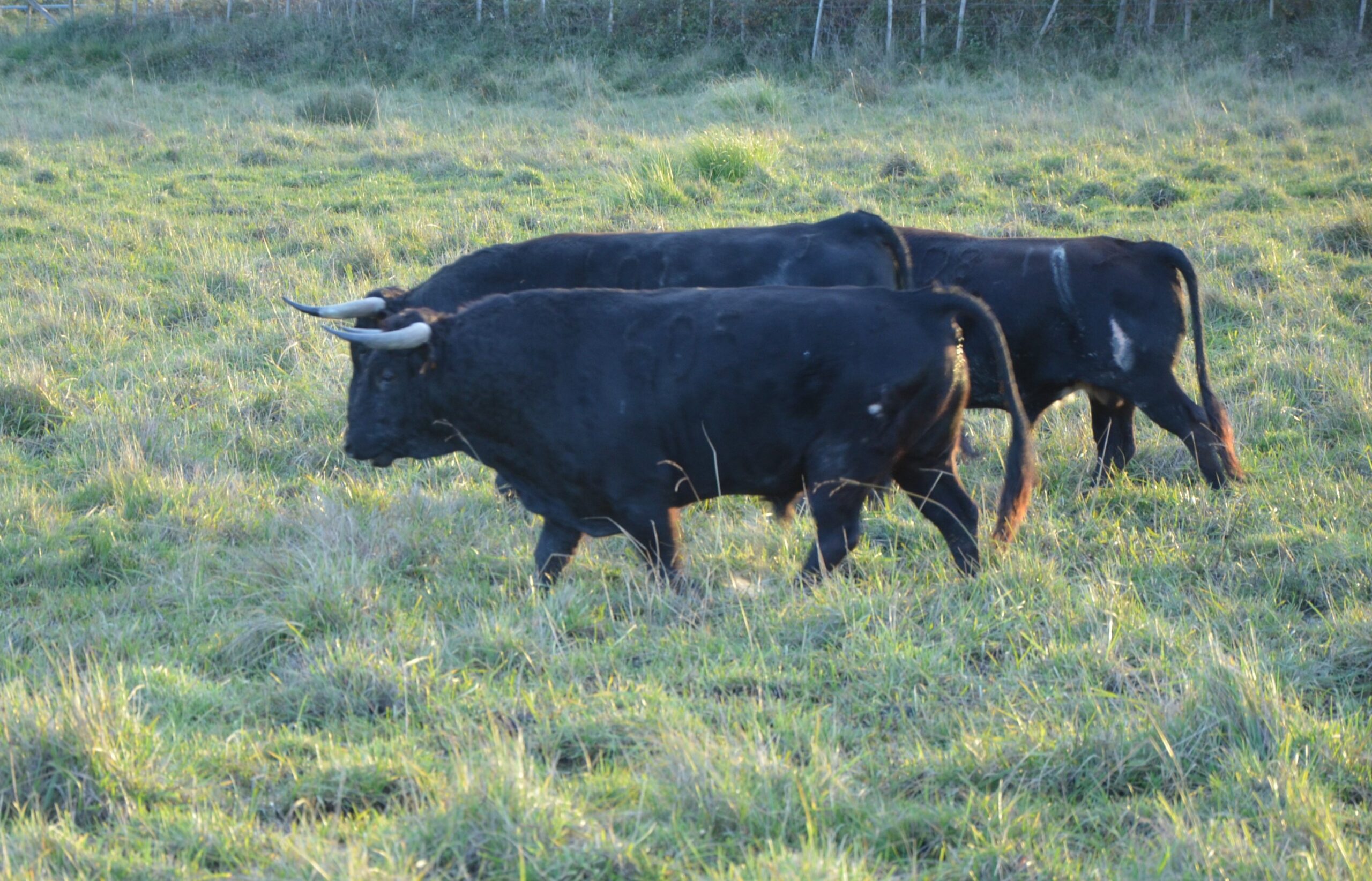 Toros de Pages-Mailhan para Saint Vincent de Tyrosse