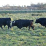 Toros de Pages-Mailhan para Saint Vincent de Tyrosse