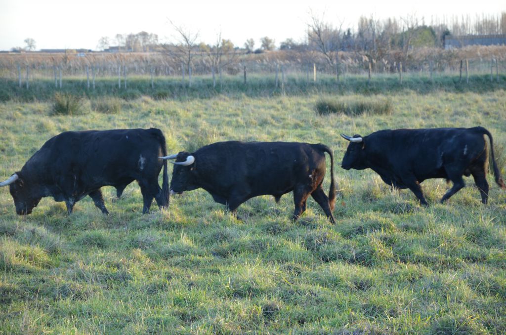 Toros de Pages-Mailhan para Saint Vincent de Tyrosse