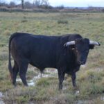 Toros de Pages-Mailhan para Saint Vincent de Tyrosse