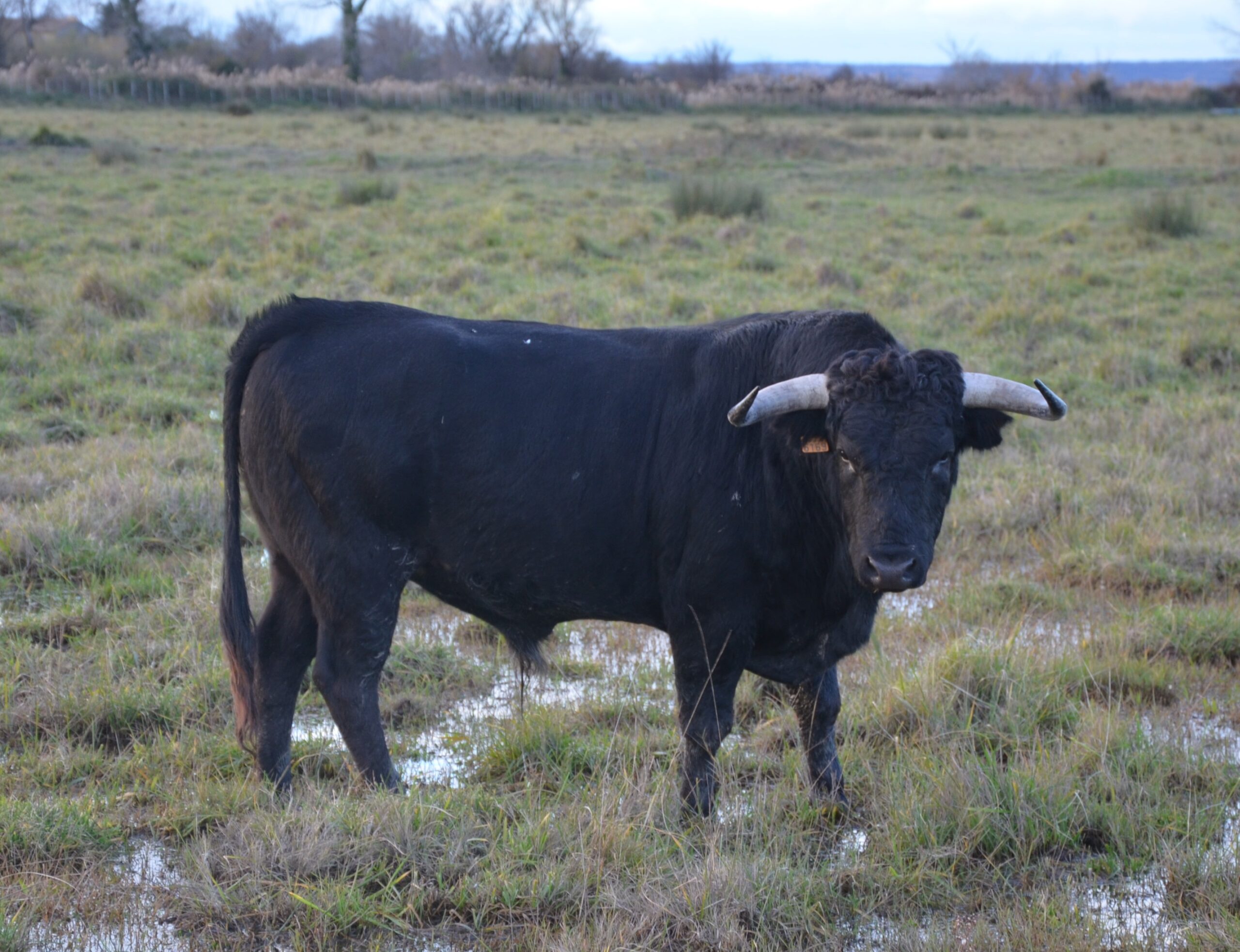 Toros de Pages-Mailhan para Saint Vincent de Tyrosse