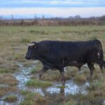 Toro de Pagès-Mailhan que estuvo reseñado para Saint Vincent de Tyrosse.