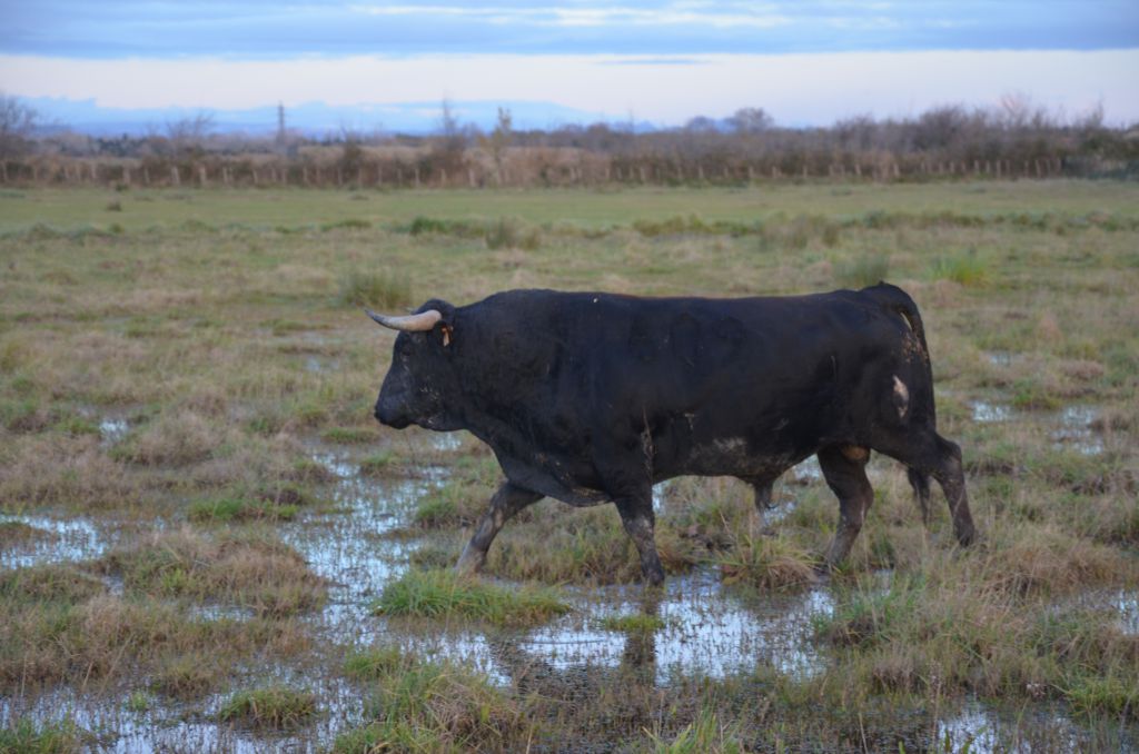 Toro de Pagès-Mailhan que estuvo reseñado para Saint Vincent de Tyrosse.