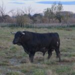 Toros de Pages-Mailhan para Saint Vincent de Tyrosse