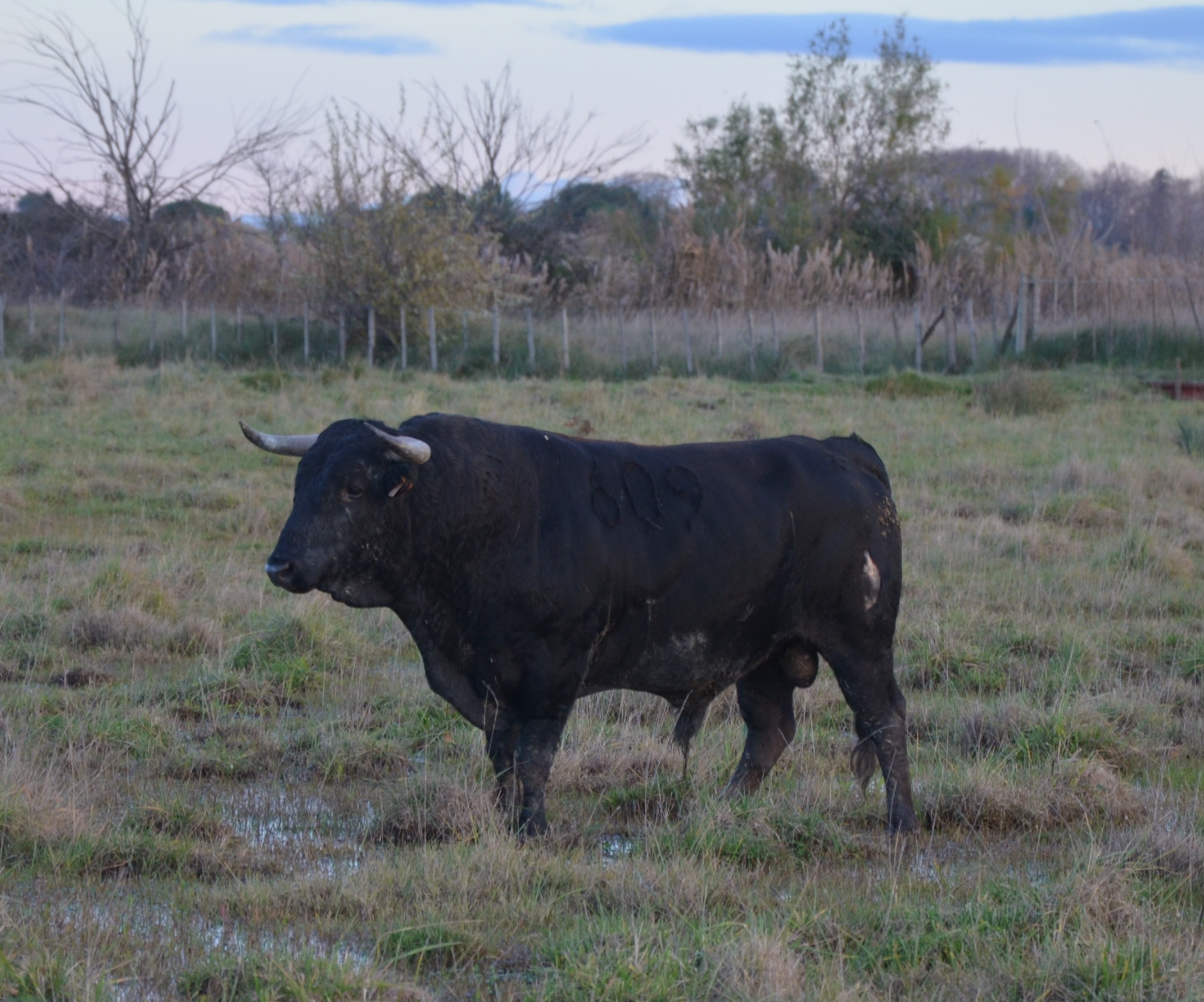 Toros de Pages-Mailhan para Saint Vincent de Tyrosse