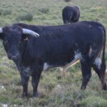 Toros de Pages-Mailhan para Saint Vincent de Tyrosse