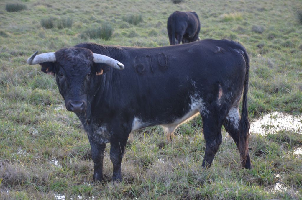 Toros de Pages-Mailhan para Saint Vincent de Tyrosse