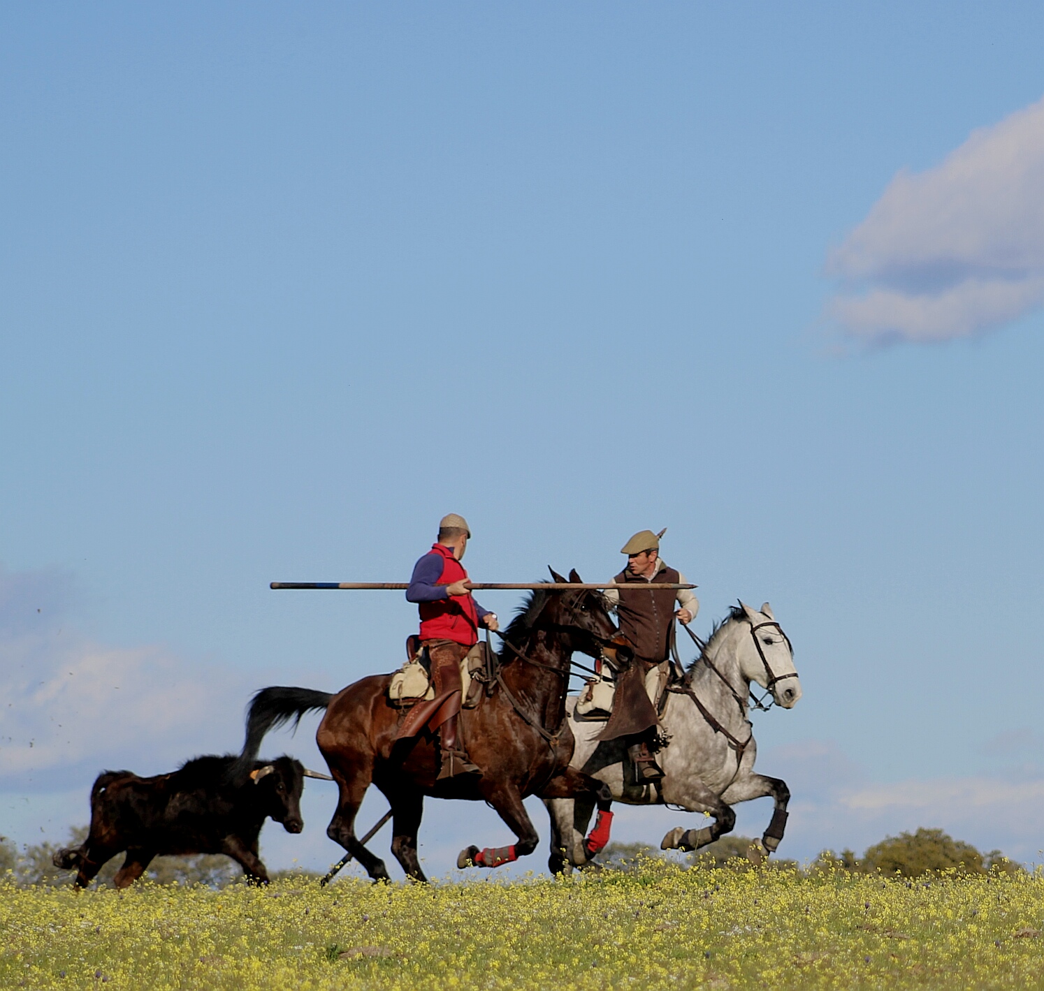 Tentadero a campo abierto
