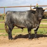 Adolfo Martín. Camada 2020