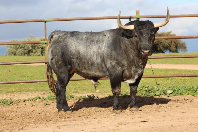 Adolfo Martín. Camada 2020