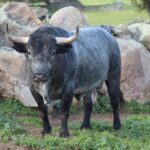 Adolfo Martín. Camada 2020