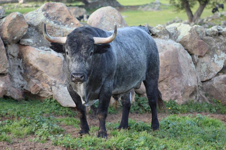 Adolfo Martín. Camada 2020