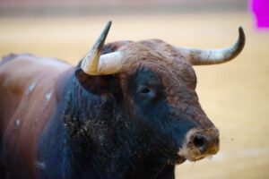 Arnedo - Novillada - Viernes 28 de septiembre de 2018