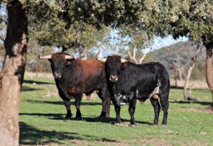 El Ventorrillo. Camada 2020.