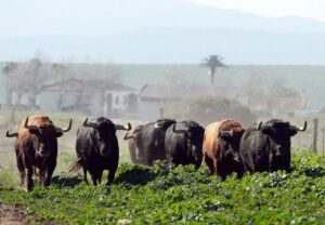 Camada de La Palmosilla para 2019