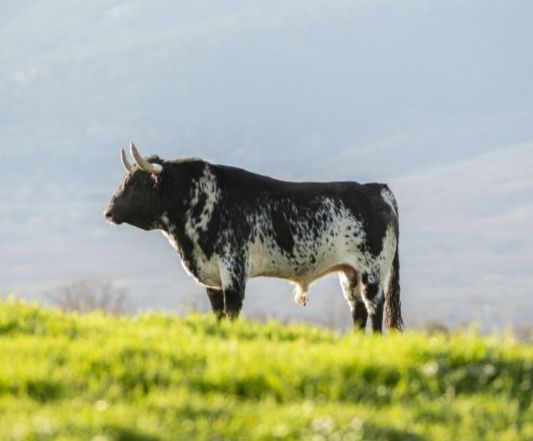 Victoriano del Río y sus noventa toros para este año