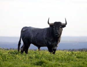 Camada de Victorino Martín para 2020