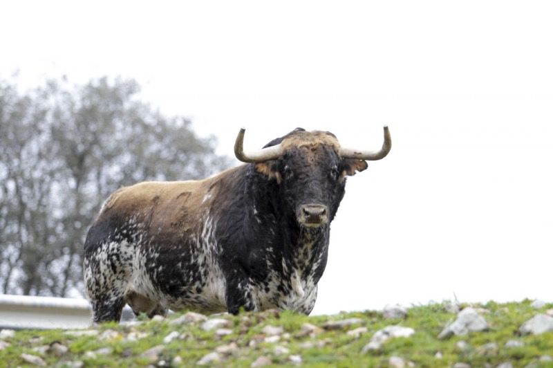 Dax y Bayona, novedades de Garcigrande para 2020 si el coronavirus lo permite