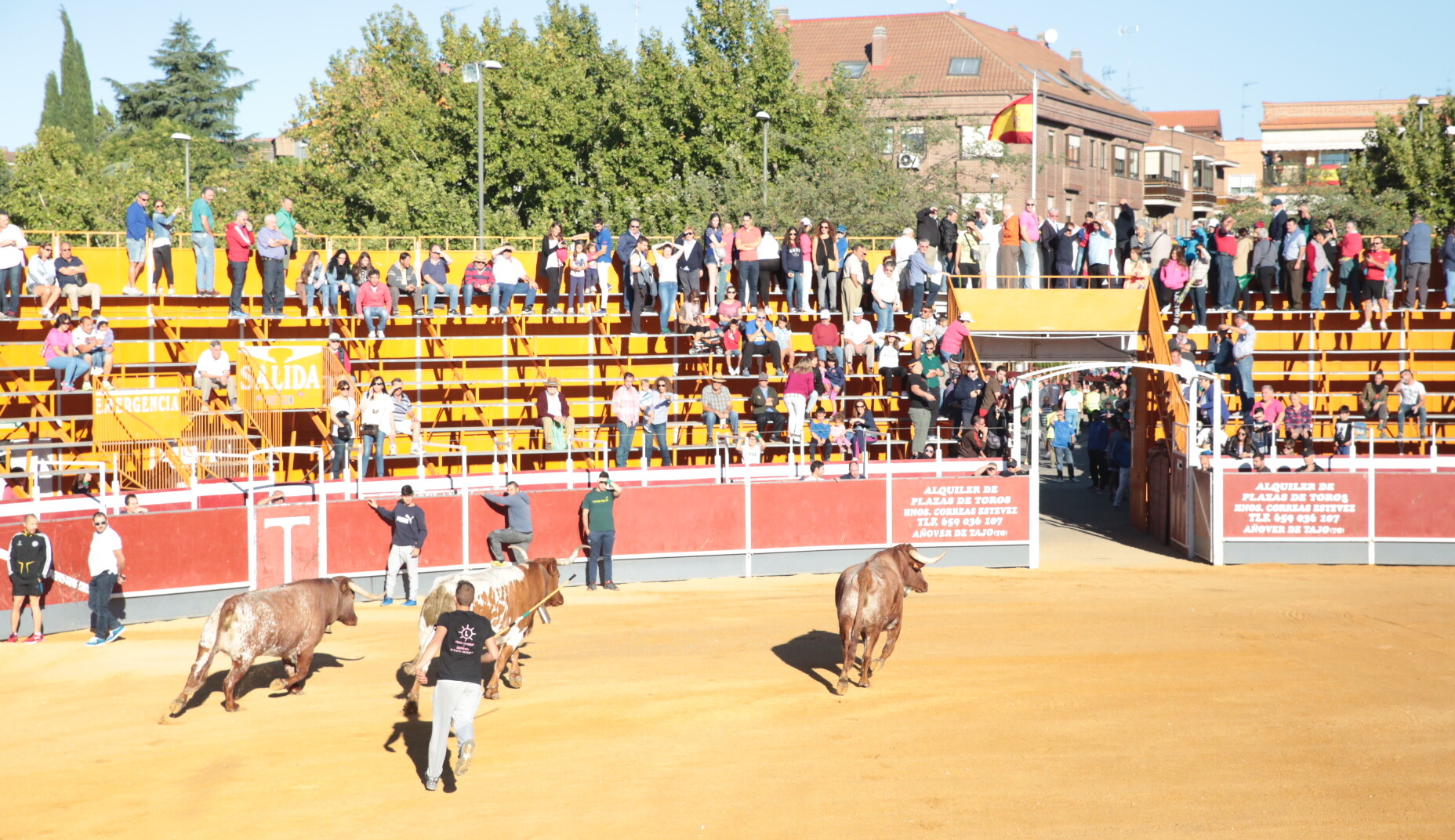 Una novillada en desafío ganadero, atractivo de las fiestas de Boadilla del Monte