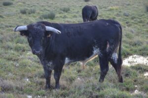 Toros de Pages-Mailhan para Saint Vincent de Tyrosse