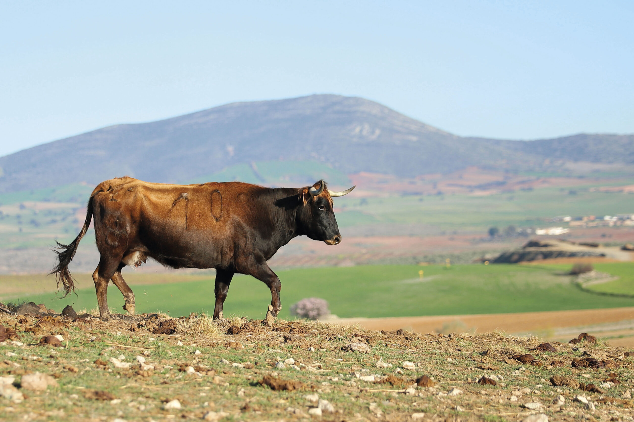Bellos Montes: juventud y tesón
