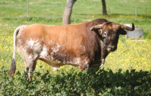 Toro de Murteira Grave reseñado para Azpeitia.