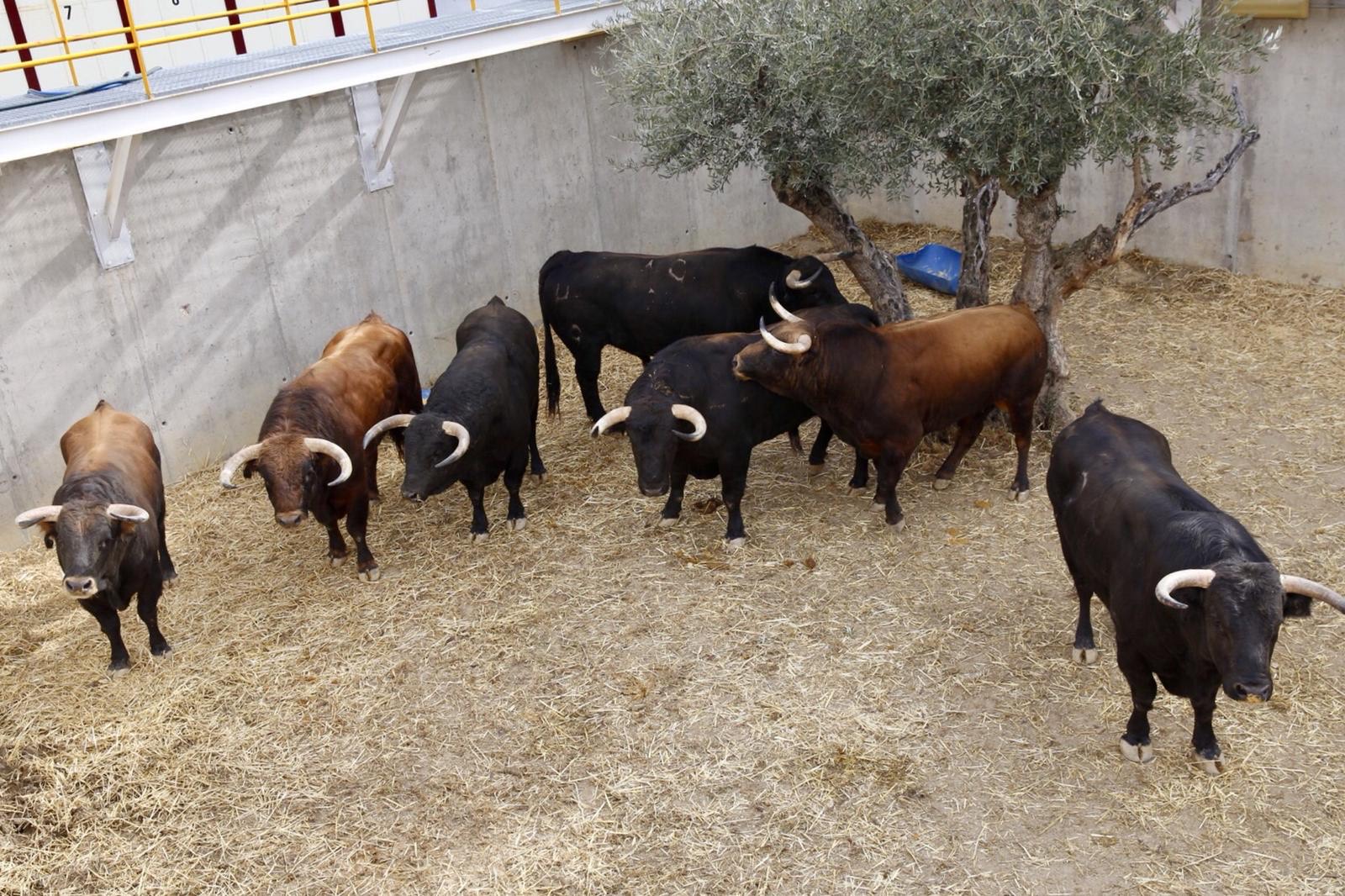 Cinco toros de José Vázquez y uno de Daniel Ruiz, para esta tarde en Illescas