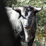 Los Maños. Camada 2020