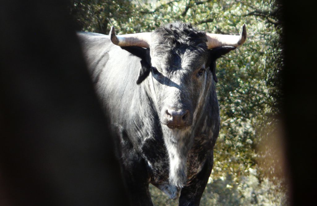 Los Maños. Camada 2020