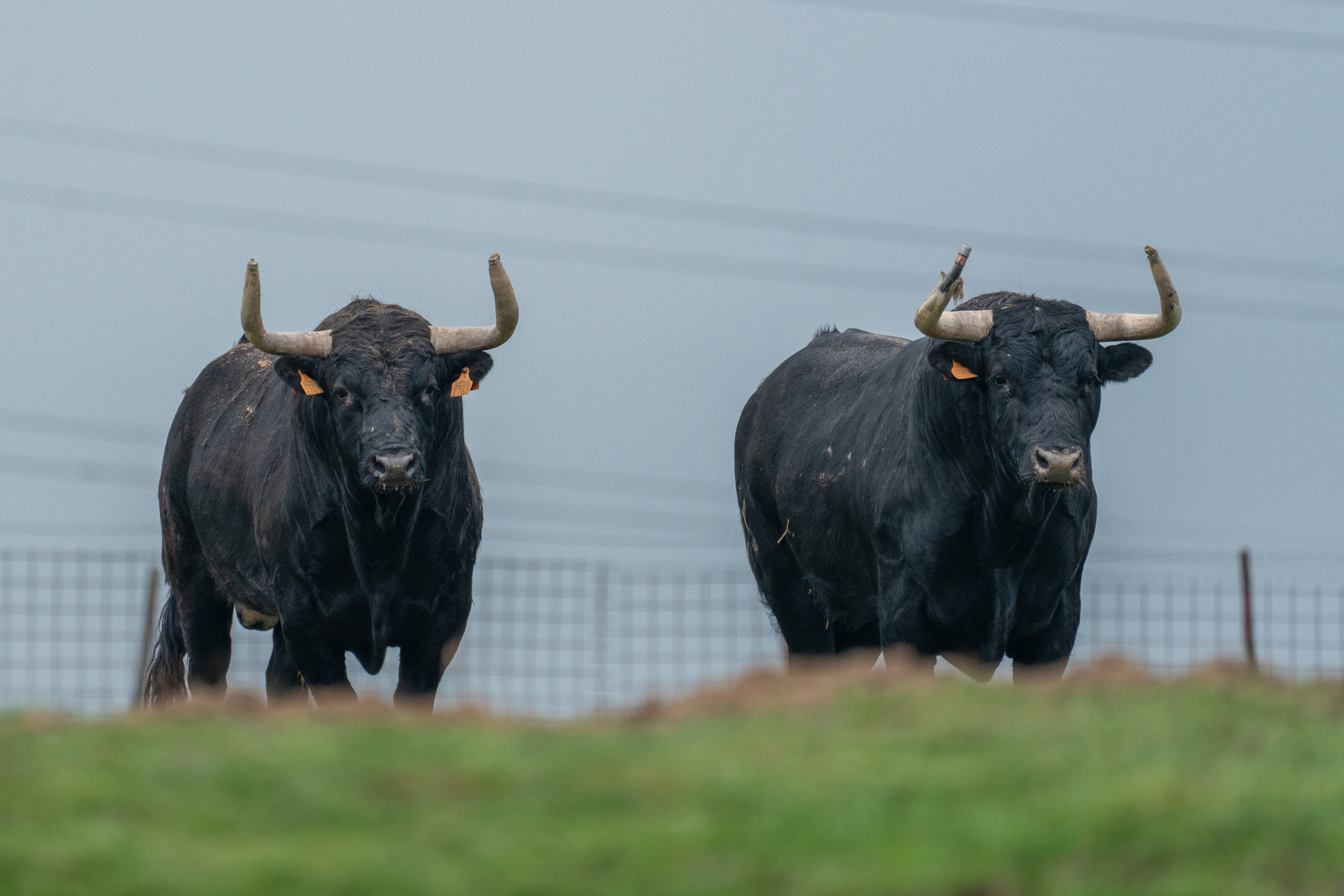 Definidas las ganaderías para el doble desafío en San Agustín de Guadalix