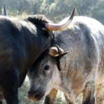 Los Maños. Camada 2020