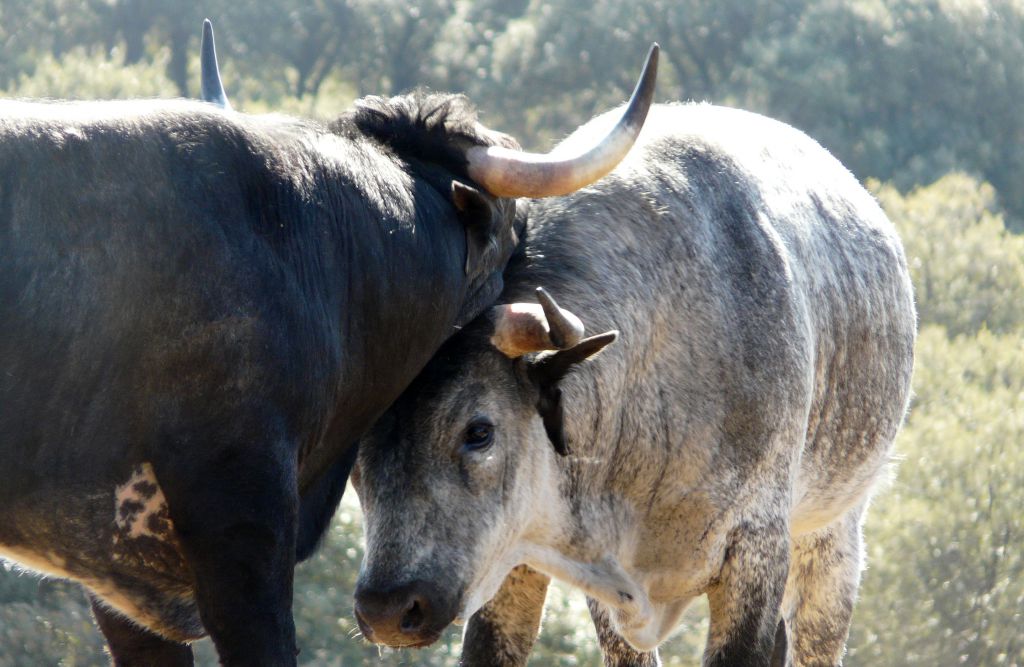 Los Maños. Camada 2020