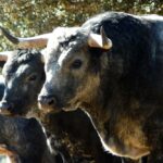 Los Maños. Camada 2020