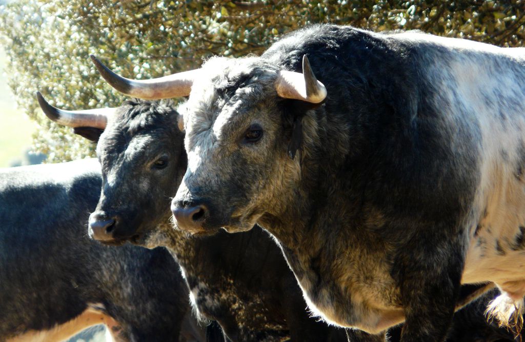 Los Maños. Camada 2020