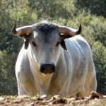 Los Maños. Camada 2020