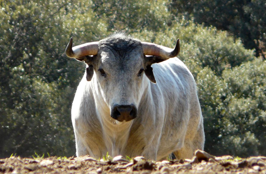 Los Maños. Camada 2020