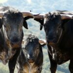 Los Maños. Camada 2020