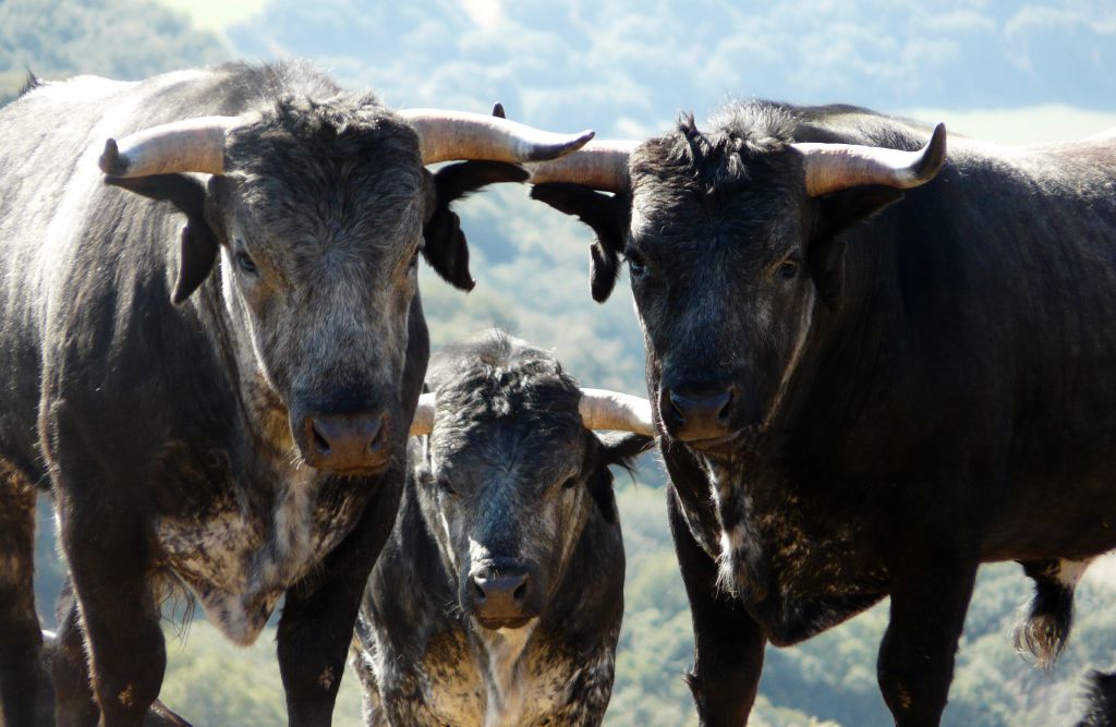 Los Maños. Camada 2020