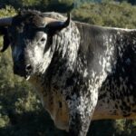 Los Maños. Camada 2020