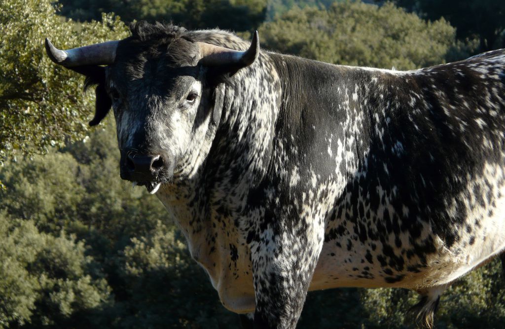 Los Maños. Camada 2020