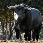 Los Maños. Camada 2020