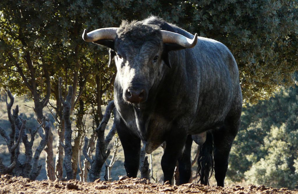 Los Maños. Camada 2020