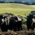 Los Maños. Camada 2020