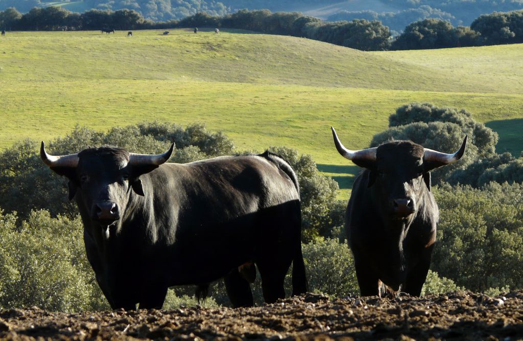 Los Maños. Camada 2020